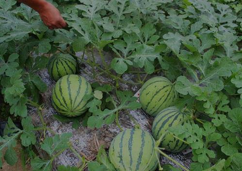 普鲁露特吃瓜,揭秘娱乐圈幕后风云
