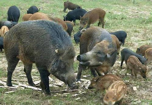 瓜哥吃瓜野猪篇,一场惊心动魄的野猪追逐记