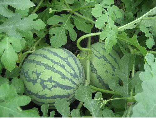 看花和吃瓜口才,一场别开生面的口才盛宴