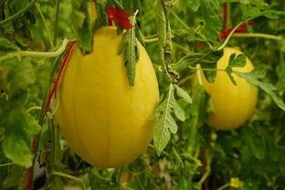 黄金手镯吃瓜,揭秘明星们的奢华生活