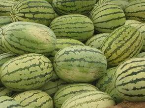 信阳吃瓜的企业,揭秘吃瓜企业的崛起之路