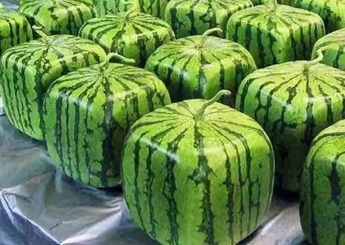 吃瓜合集的来源,网络热点的幕后故事与真相