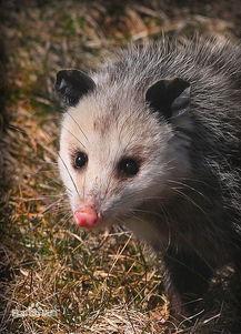 负鼠吃田瓜,揭秘野生小动物的独特饮食习惯