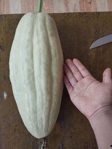 吊叶瓜怎么吃,探索美味与营养的完美结合